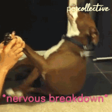 Nervous Breakdown Dog GIF - Nervous Breakdown Breakdown Dog GIFs