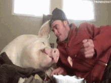 Lunch Pig GIF - Lunch Pig Hungry GIFs