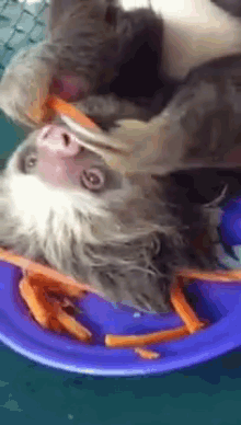 Slow Down! You'Ll Get A Stomach Ache! GIF - Sloth Carrot Food GIFs
