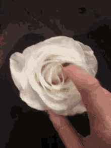 Rose Flower GIF - Rose Flower White Rose GIFs