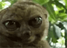 Creepy Eyes Widen GIF - Tarsier Smallest Monkey Fear GIFs