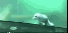 Amiga Seal GIF - Amiga Seal Swimming GIFs