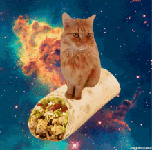 Space Burrito GIF - Mexican Food Burrito Cat GIFs