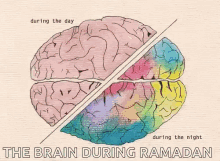 Cerveau During The Day GIF - Cerveau During The Day During The Night GIFs
