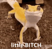 So Funny Really Funny Reptile GIF - So Funny Really Funny Reptile Its Looking GIFs