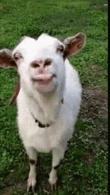 abrighton goat