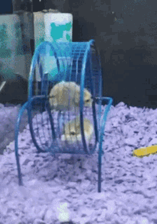 fail failing round and round hamster wheel