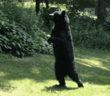 Bear Walking GIF - Bear Walking Pedals GIFs