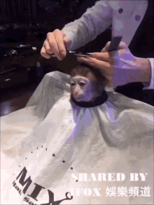 Monkey How Does This Man GIF - Monkey How Does This Man Haircut GIFs
