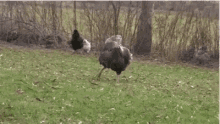 Gobble Its GIF - Gobble Its Time GIFs