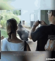 Scimmie Napoletane Scimmie GIF - Scimmie Napoletane Scimmie Napoletane GIFs