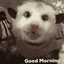 Good Morning Possum GIF - Good Morning Possum Eat GIFs