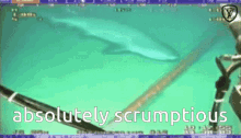 Shark Internet GIF - Shark Internet Fible GIFs