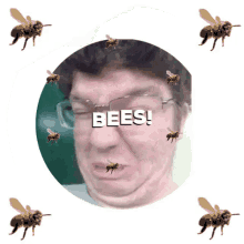 Bees Matthew Nagy GIF - Bees Matthew Nagy Huehuehue GIFs