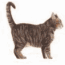 Bangdashot Cat Turned Into Bread GIF - Bangdashot Cat Turned Into Bread Bangdashott GIFs