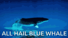 bluewhale ahbw all hail blue whale aleazimology gulfcity