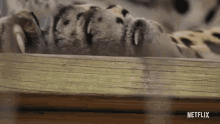 claws tiger big cat fierce meow