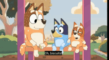 biscuits race