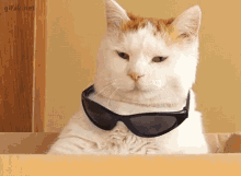 Cat Incognito GIF - Cat Incognito Disguise GIFs