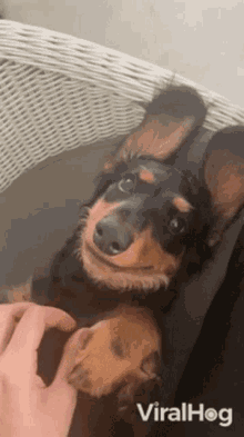 Relaxed Viralhog GIF - Relaxed Viralhog Dog GIFs
