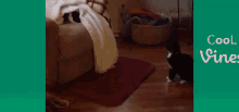 Cat Ambush GIF - Cat Ambush Towel GIFs. 