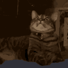 Traumatized Cat GIF - Traumatized Cat Scared GIFs