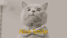 Smile Michael The Cat GIF - Smile Michael The Cat Aarons Animals GIFs