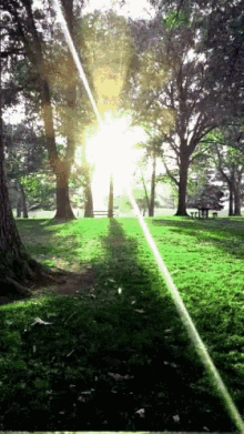 Light Calm GIF - Light Calm Forest GIFs