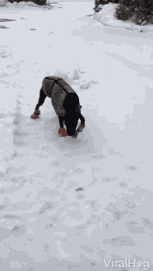 Anti Slippery Shoes Dog Gloves GIF - Anti Slippery Shoes Dog Gloves Winter Dog GIFs