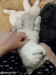 Comfort Comfy GIF - Comfort Comfy Cat GIFs