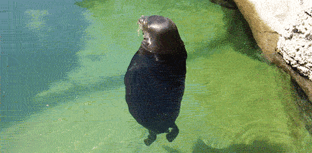 Loading... GIF - Otter Spin Spinning GIFs
