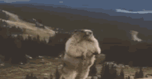 Marmota Gritando GIF - Marmota Gritando GIFs