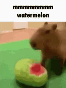 Capybara Watermelon GIF - Capybara Watermelon Mmm GIFs