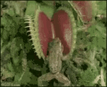 No Way Omg GIF - No Way Omg Animal Eating Plant GIFs