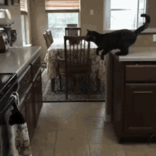 Cat Missing Jump GIFs | Tenor