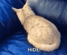 Cat Hide GIF - Cat Hide Sofa GIFs