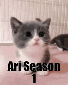 Ari Season One Ari Cat GIF - Ari Season One Ari Cat Aricord GIFs