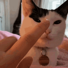 boop cat