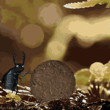 Sysyphe Bousier Dung Beetle GIF - Sysyphe Bousier Dung Beetle Roll GIFs