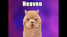 heaven alpaca cute