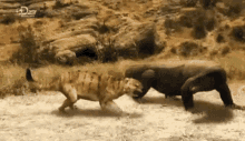 komodo dragon roaring tiger fighting