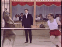 Woody Allen Boxing GIF - Woody Allen Boxing Kangaroo GIFs