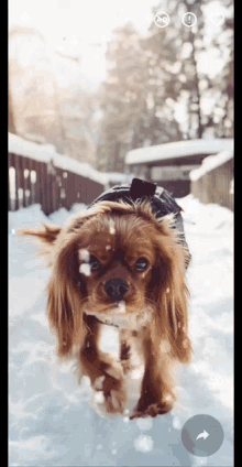 Dog Puppy GIF - Dog Puppy Snowing GIFs