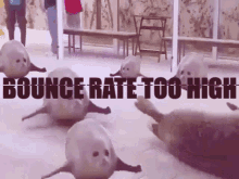 Bounce Rate High GIF - Bounce Rate High Seal GIFs