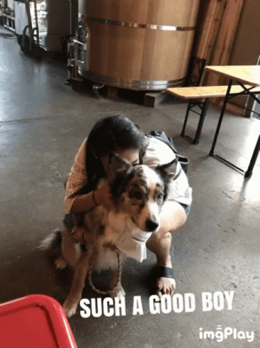 dog-such-a-good-boy.gif