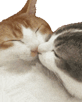 Kittens Kisses Sticker - Kittens Kisses Cat Stickers