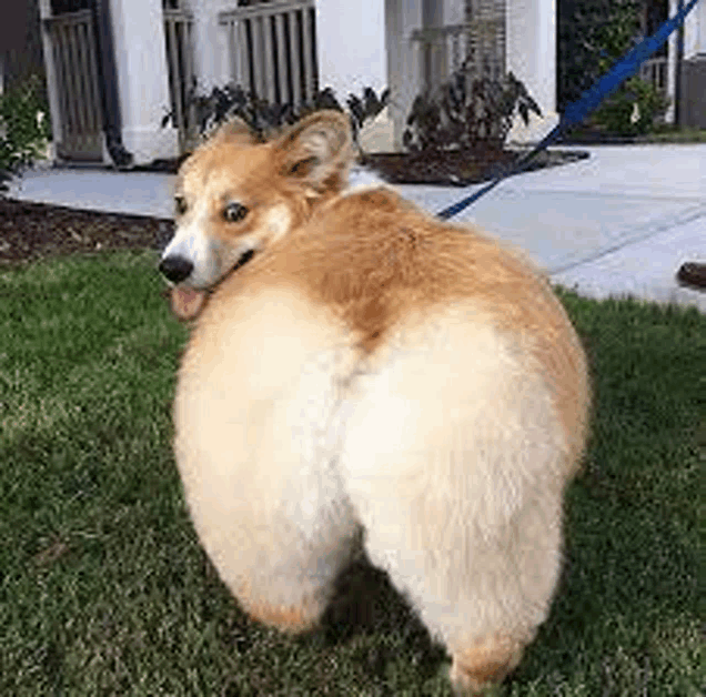 tenor.gif