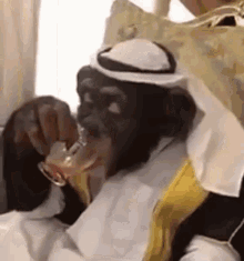Arab Monkey GIF - Arab Monkey GIFs
