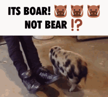 Boar Boars GIF - Boar Boars Bear GIFs