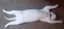Cheddar Cat GIF - Cheddar Cat Floor GIFs